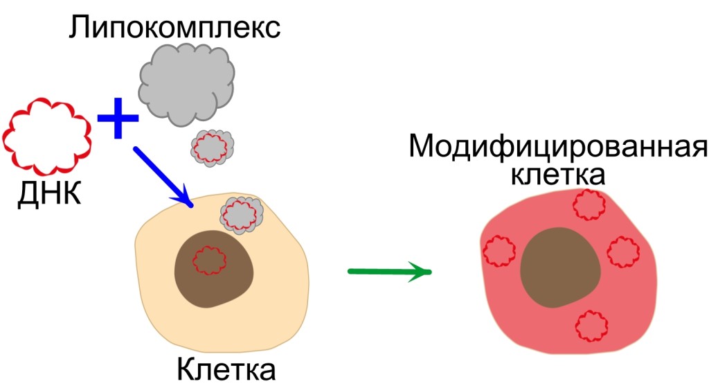 модифицир кл линии.jpg модифицир кл линии.jpg